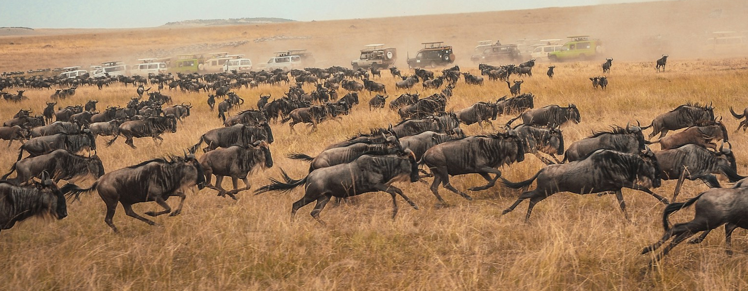 Wild-best masai mara Wild-best masai mara